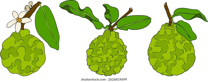 Vector illustrations of bergamot fruit lifecycle: flowers, green fruit, and sliced ripe fruit. Perfect for botanical designs, food packaging, or wellness branding. Clean lines, vibrant colors, and nat