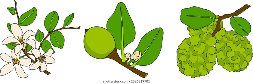 Vector illustrations of bergamot fruit lifecycle: flowers, green fruit, and sliced ripe fruit. Perfect for botanical designs, food packaging, or wellness branding. Clean lines, vibrant colors, and nat