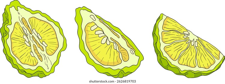 Vector illustrations of bergamot fruit lifecycle: flowers, green fruit, and sliced ripe fruit. Perfect for botanical designs, food packaging, or wellness branding. Clean lines, vibrant colors, and nat
