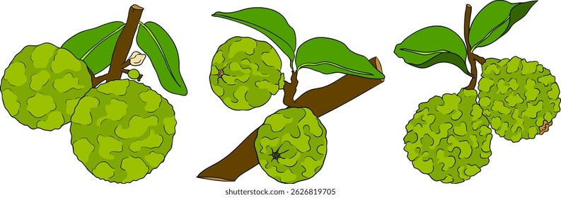 Vector illustrations of bergamot fruit lifecycle: flowers, green fruit, and sliced ripe fruit. Perfect for botanical designs, food packaging, or wellness branding. Clean lines, vibrant colors, and nat