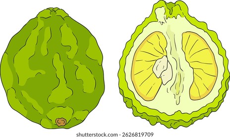 Vector illustrations of bergamot fruit lifecycle: flowers, green fruit, and sliced ripe fruit. Perfect for botanical designs, food packaging, or wellness branding. Clean lines, vibrant colors, and nat