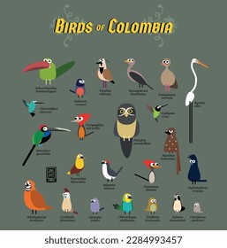 Vector illustrations of birds found in Colombia