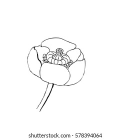 Vector illustrations - Blooming monochrome water-lily close up