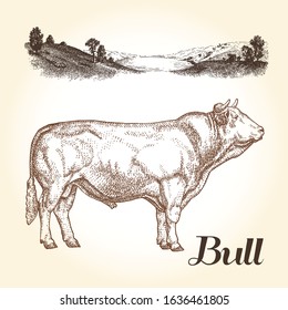 Vector illustrations of bull and landscape. Cows farm. Vintage style