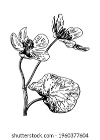 Vector illustrations of Caltha drawn with a black line on a white background.