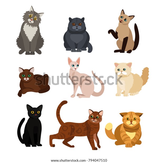 Vector Illustrations Cat Different Breeds Set Stock Vector (Royalty ...