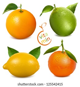 Vector illustrations of citrus fruits: orange, lime, tangerine  and lemon.