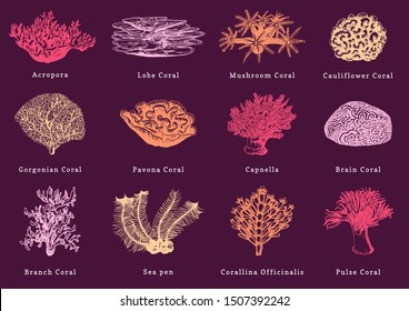 Vector illustrations of color corals. Collection of drawn sea polyps.