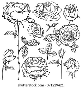 Vector illustrations of contour beautiful roses flower set