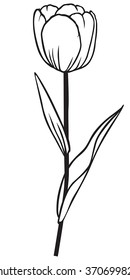 Vector illustrations of contour tulip flower