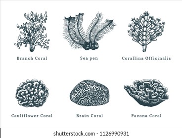 Vector illustrations of corals. Collection of drawn sea polyps on white background.