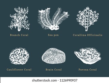 Vector illustrations of corals. Collection of drawn sea polyps on black background.