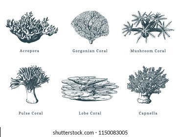 Vector illustrations of corals. Collection of drawn sea polyps on white background.