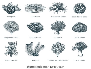 Vector illustrations of corals. Collection of drawn sea polyps on white background.