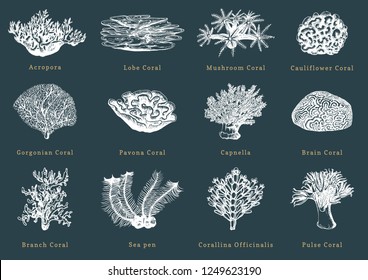 Vector illustrations of corals. Collection of drawn sea polyps on dark background.