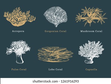 Vector illustrations of corals. Collection of drawn sea polyps on dark background.