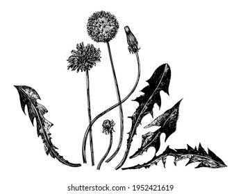 Vector illustrations of dandelions drawn with a black line on a white background.