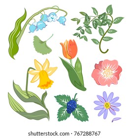 Vector illustrations of  different kinds of flowers