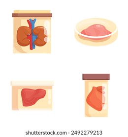 Vector illustrations displaying a kidney, eye, liver, and heart for medical learning materials