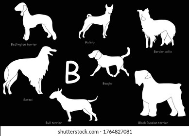 Vector illustrations of dog breeds. White silhouette on black background. Dog's alphabet. Letter B. Basenji. Border collie. Bedlington terrier. Beagle. Bull terrier. Borzoi. Black Russian terrier 