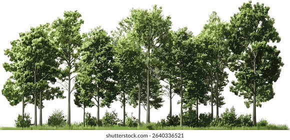 Vector illustrations of eco trees, woods landscape, transparent background, nature, environment, forest group, outdoor greenery, sustainable, green, natural resources, woodland