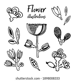 Ilustraciones vectoriales de una fantasía de hermosas flores y hojas. Icono dibujado a mano y símbolo para imprimir, afiche, pegatina, diseño de tarjeta. Elementos de diseño Doodle. 