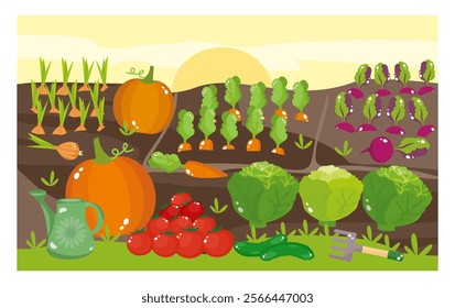 vector illustrations of a farmer's garden with carrots, cabbage, beets, onions, pumpkins, tomatoes, watering can and rake on a yellow sky background