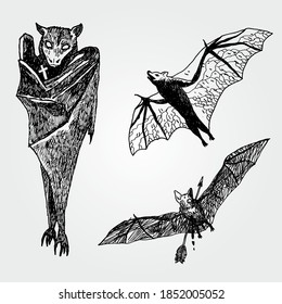Vector Illustrations of Few Bats
