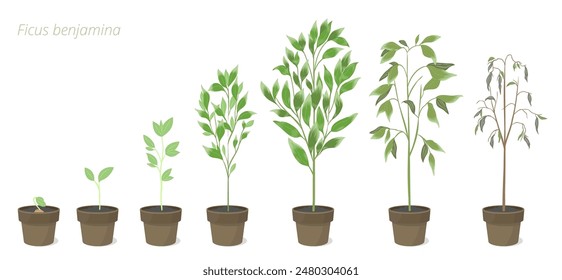 Vector Illustrations of Ficus benjamina Flower Growth in a pot. Caring for house plants. Flower lifecycle.