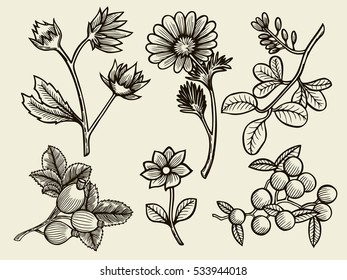 Vector illustrations - Floral set and berries. Hand drawn elements.