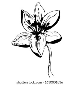 Vector illustrations - Floral set (flowers, leaves and branches). Hand drawn design elements in sketch style. Perfect for invitations, greeting cards, prints