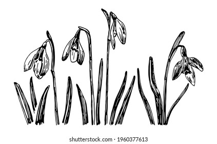Ilustraciones vectoriales de Galanthus dibujadas con una línea negra sobre un fondo blanco.