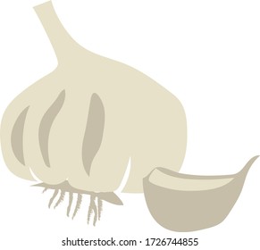 Vector illustrations, garlic isolated on white background, flat design