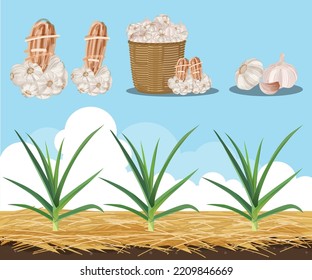 Vector illustrations Garlic set. garlic in the garden 