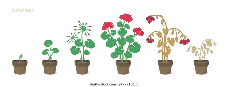 Vector Illustrations of Geranium Flower in a pot. Growth Stages Perfect Guide for Gardeners and Designers.