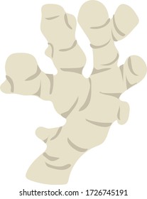 Vector illustrations, ginger isolated on white background, flat design