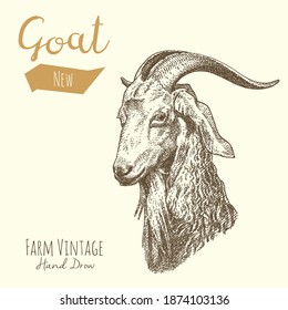 Vector illustrations of Goat. Vintage gravure style