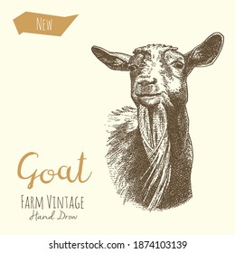 Vector illustrations of Goat. Vintage gravure style