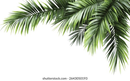 Vector illustrations Green palm leaves corner layout on transparent backgrounds, tropical foliage, exotic leaf border, jungle plant frame, botanical greenery, isolated nature element