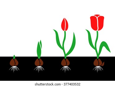 Vector illustrations of growth cycle tulip bulbs to flower