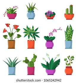 Vector illustrations of house plants in pots. Plant in pot, home flowerpot, houseplant flower