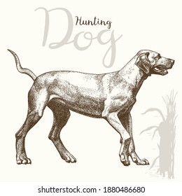hunting dog drawings
