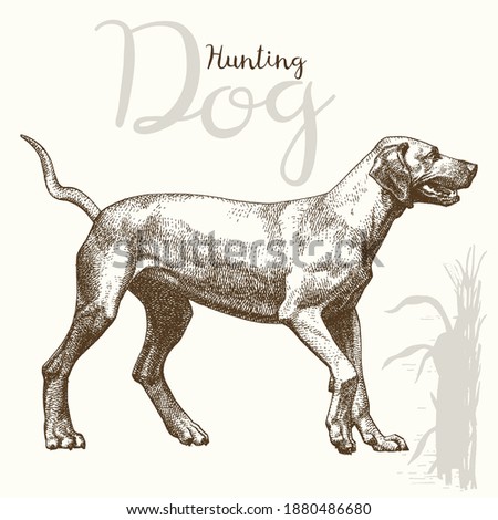 Vector illustrations of hunting dog