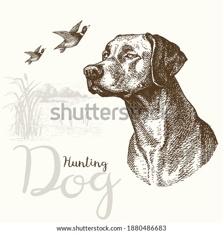 Vector illustrations of hunting dog