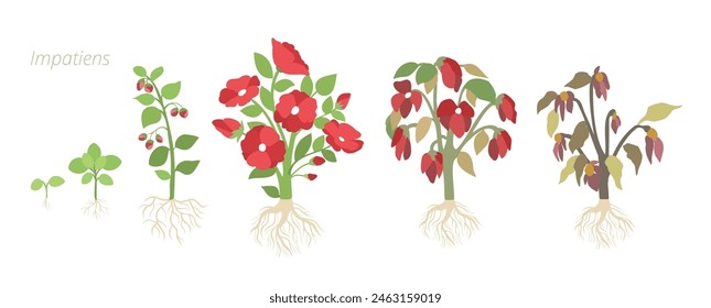 Ilustraciones vectoriales del crecimiento de flores impacientes. Cuidando las plantas de la casa. Ciclo de vida floral.