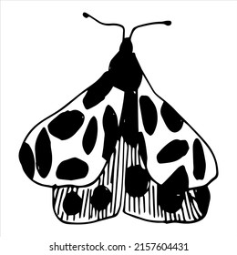 vector illustrations of insects, butterflies and flowers.