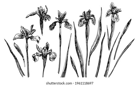 Vector illustrations of Iris drawn with a black line on a white background.