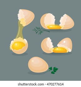 Vector illustrations with isolated eggs, yolks, glair, eggshells and greens on grey background.