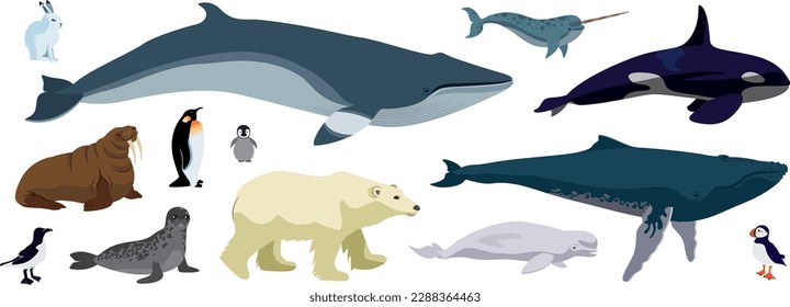 Vector Illustrations isolated on a white background. Artic animals, north and south pole. Marine and land mammals