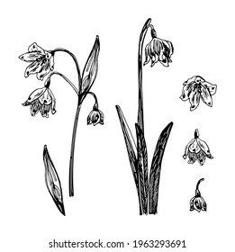 Vector illustrations of leucojum drawn with a black line on a white background.